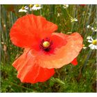 Roter Mohn