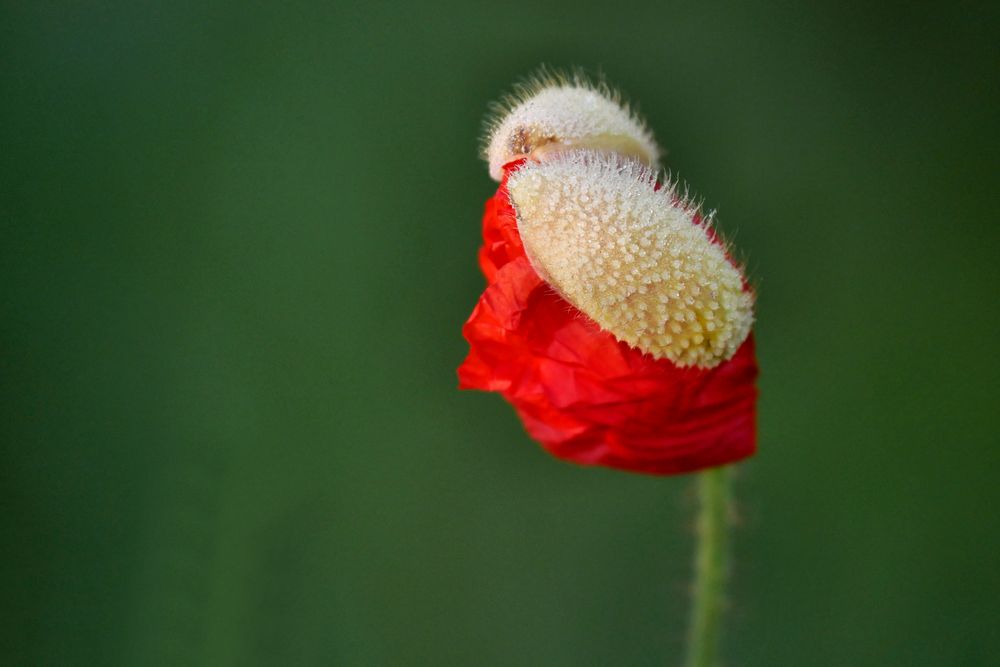 roter Mohn 