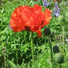 roter Mohn