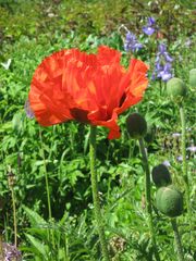 roter Mohn