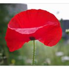 Roter Mohn