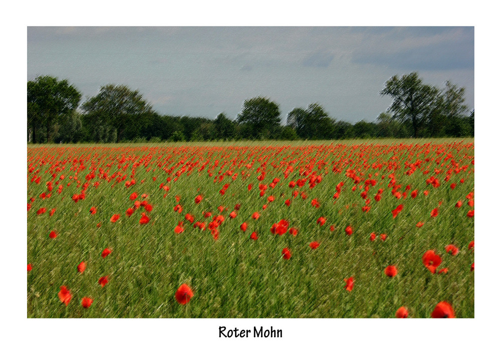 Roter Mohn