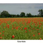 Roter Mohn