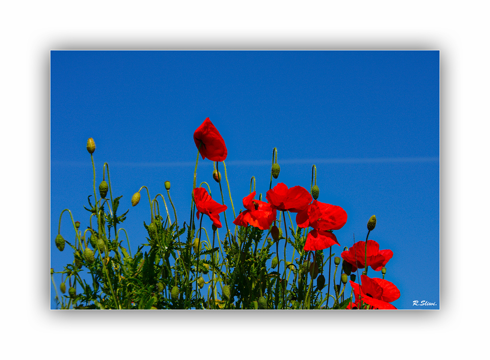 Roter Mohn