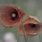 roter Mohn