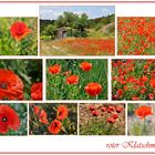 roter Mohn......