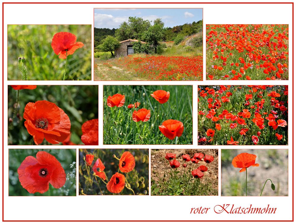 roter Mohn......