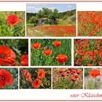 roter Mohn......