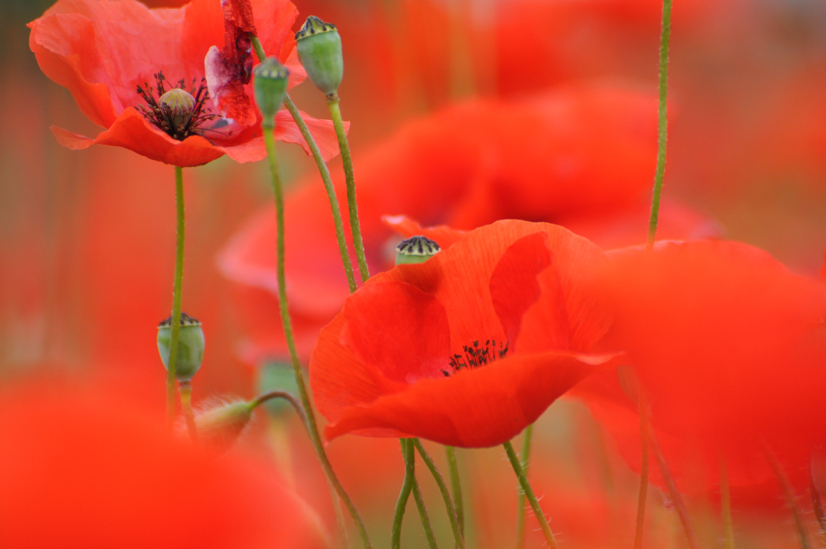 Roter Mohn