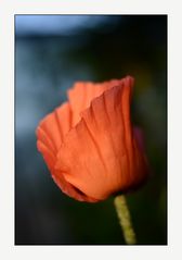 *roter Mohn*