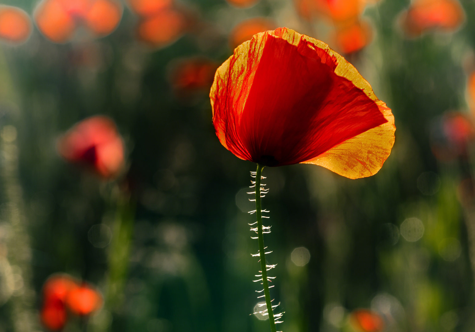 Roter Mohn