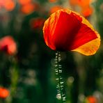 Roter Mohn