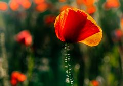 Roter Mohn