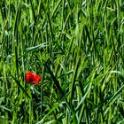 Roter Mohn…