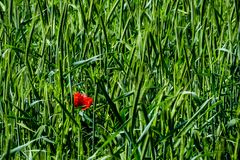 Roter Mohn…