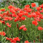 roter Mohn