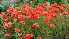 roter Mohn