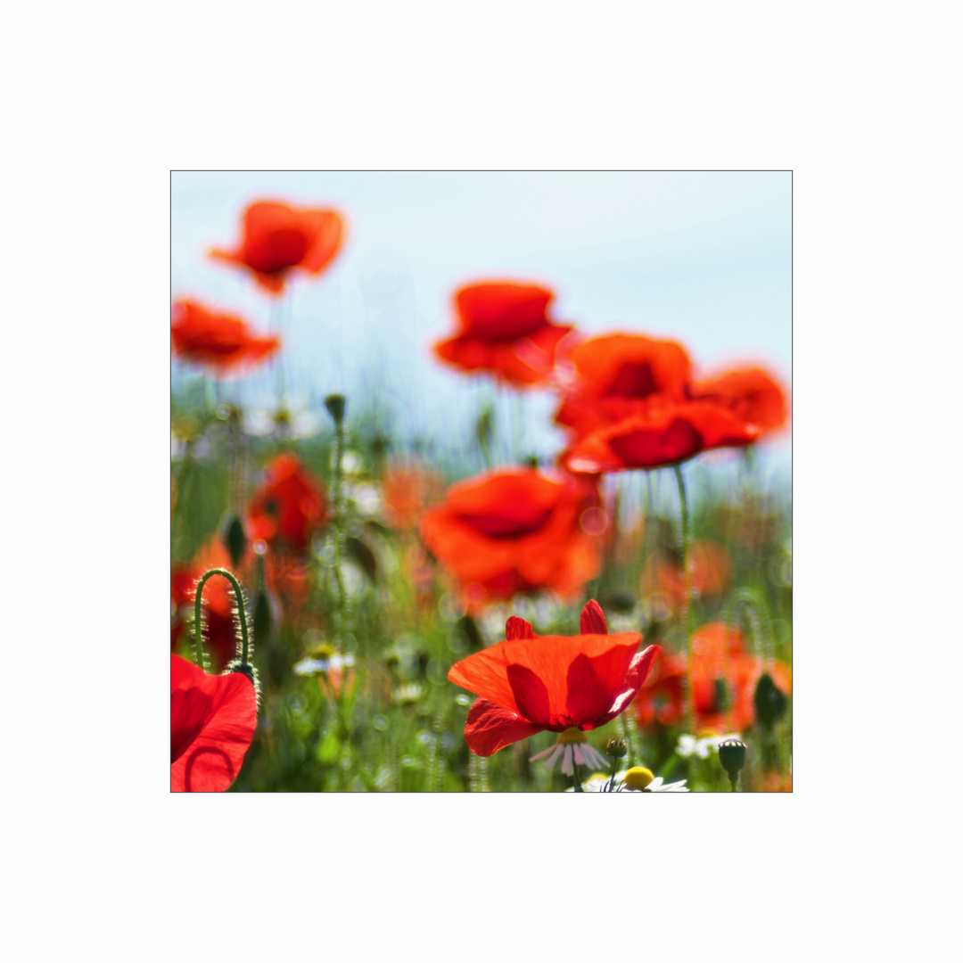 roter Mohn