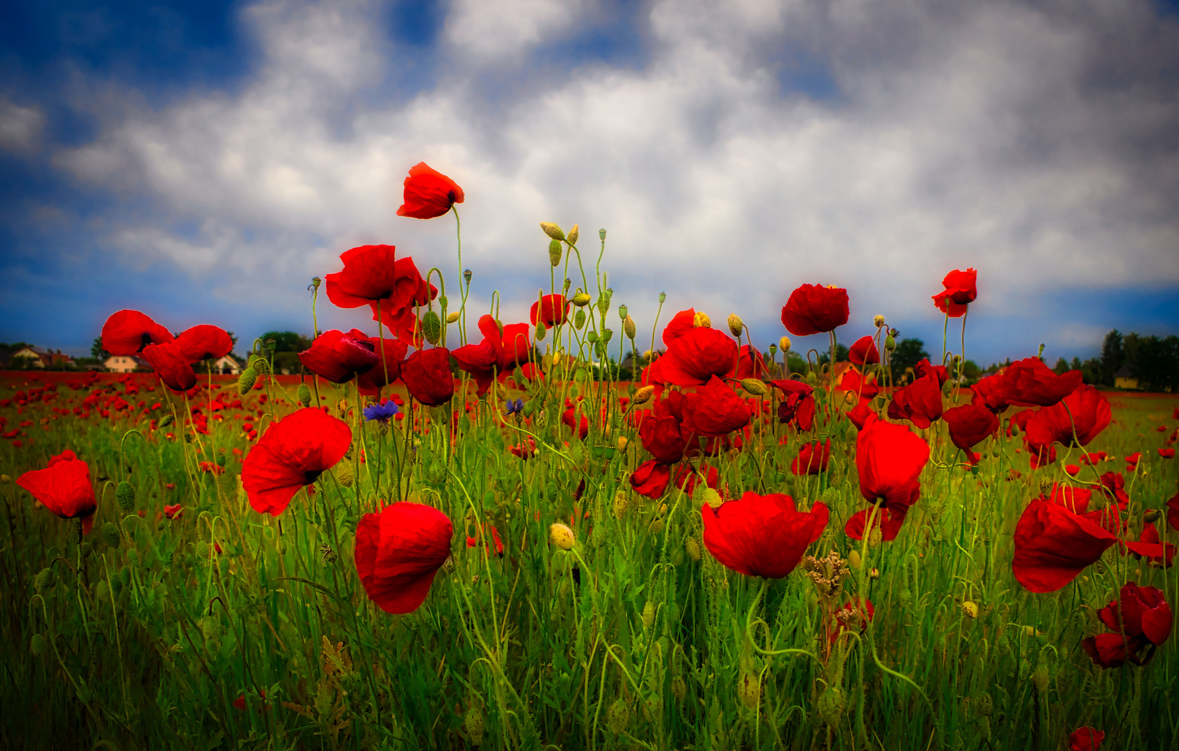 roter Mohn 1