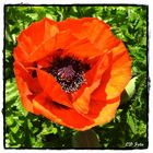 roter Mohn 1