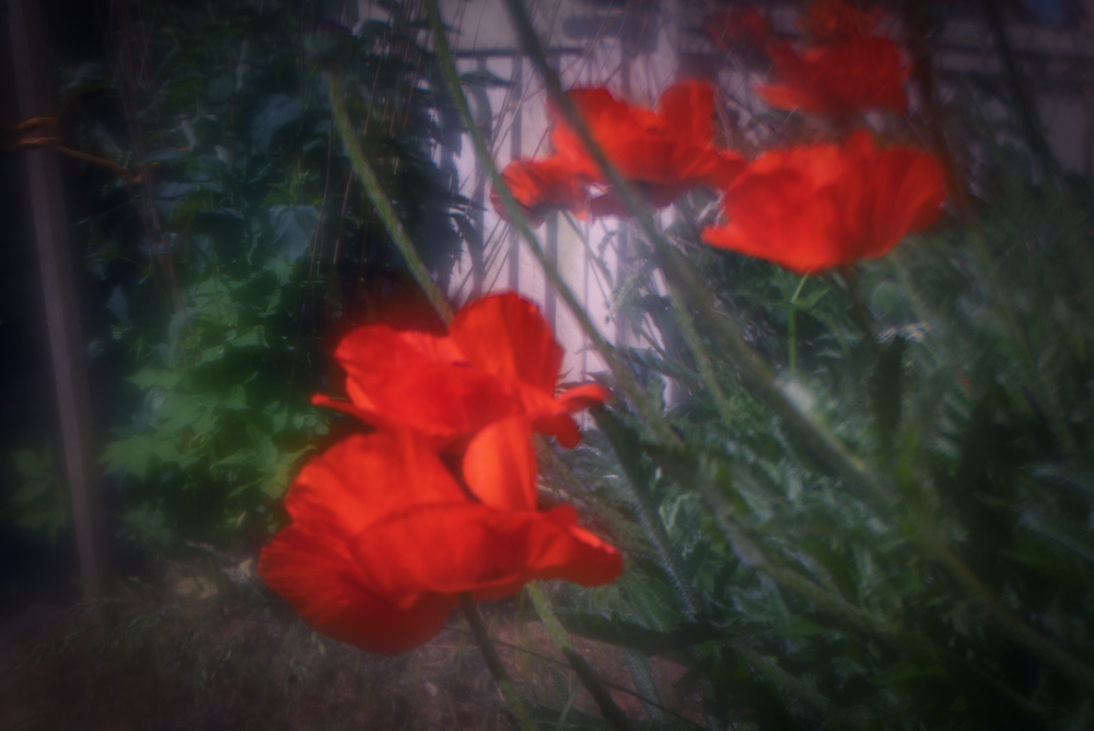 roter Mohn