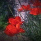 roter Mohn