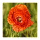 Roter Mohn