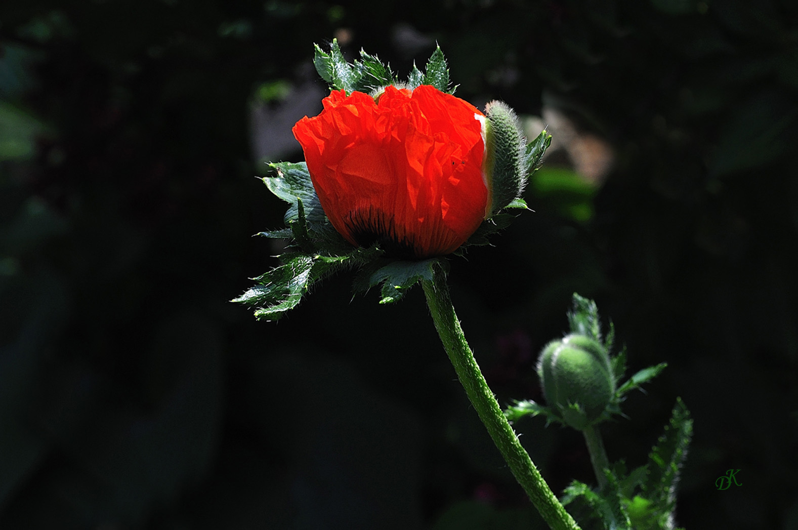 Roter Mohn