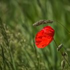 Roter Mohn