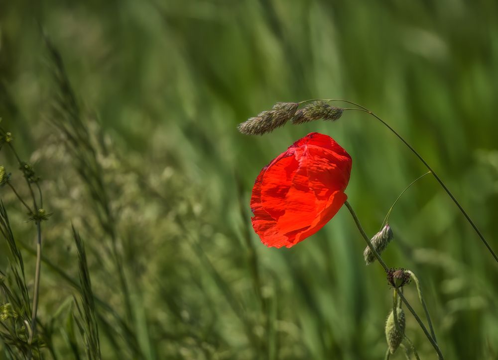 Roter Mohn