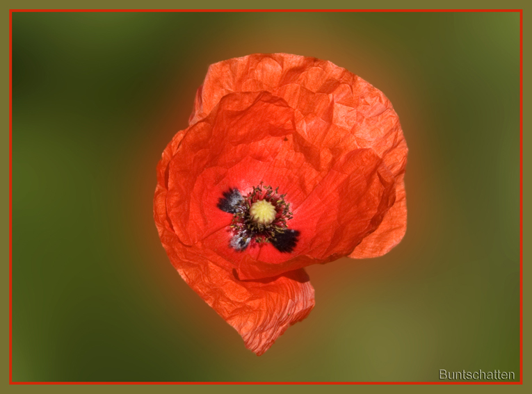 Roter Mohn