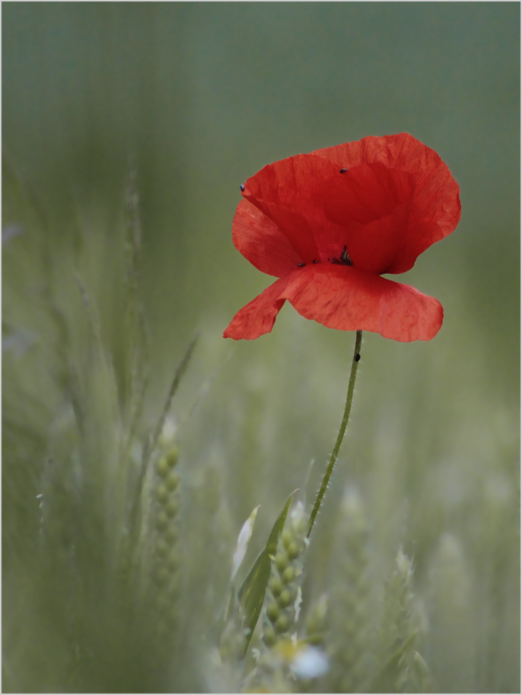 Roter Mohn