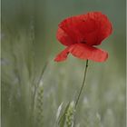 Roter Mohn