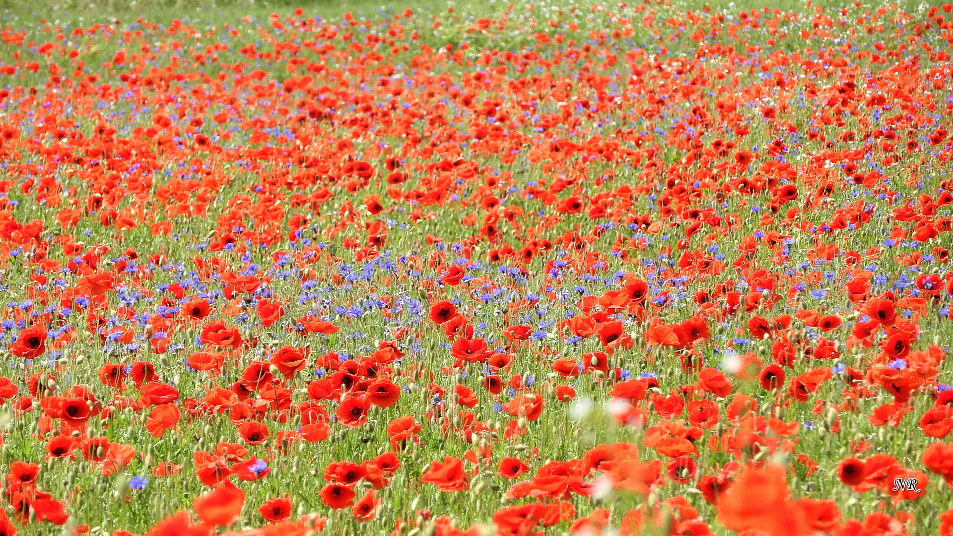 Roter Mohn