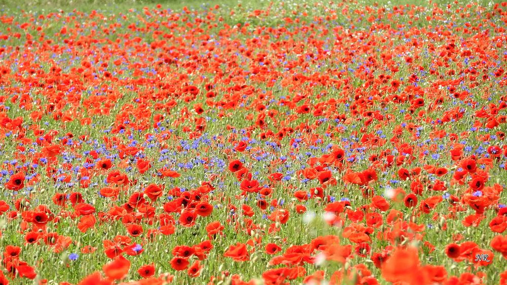 Roter Mohn Foto &amp; Bild | natur, mohn, landschaft Bilder auf fotocommunity