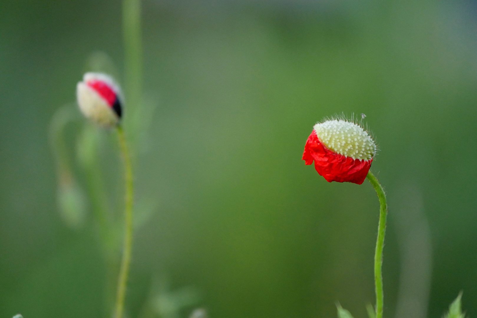 roter Mohn 