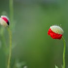 roter Mohn 