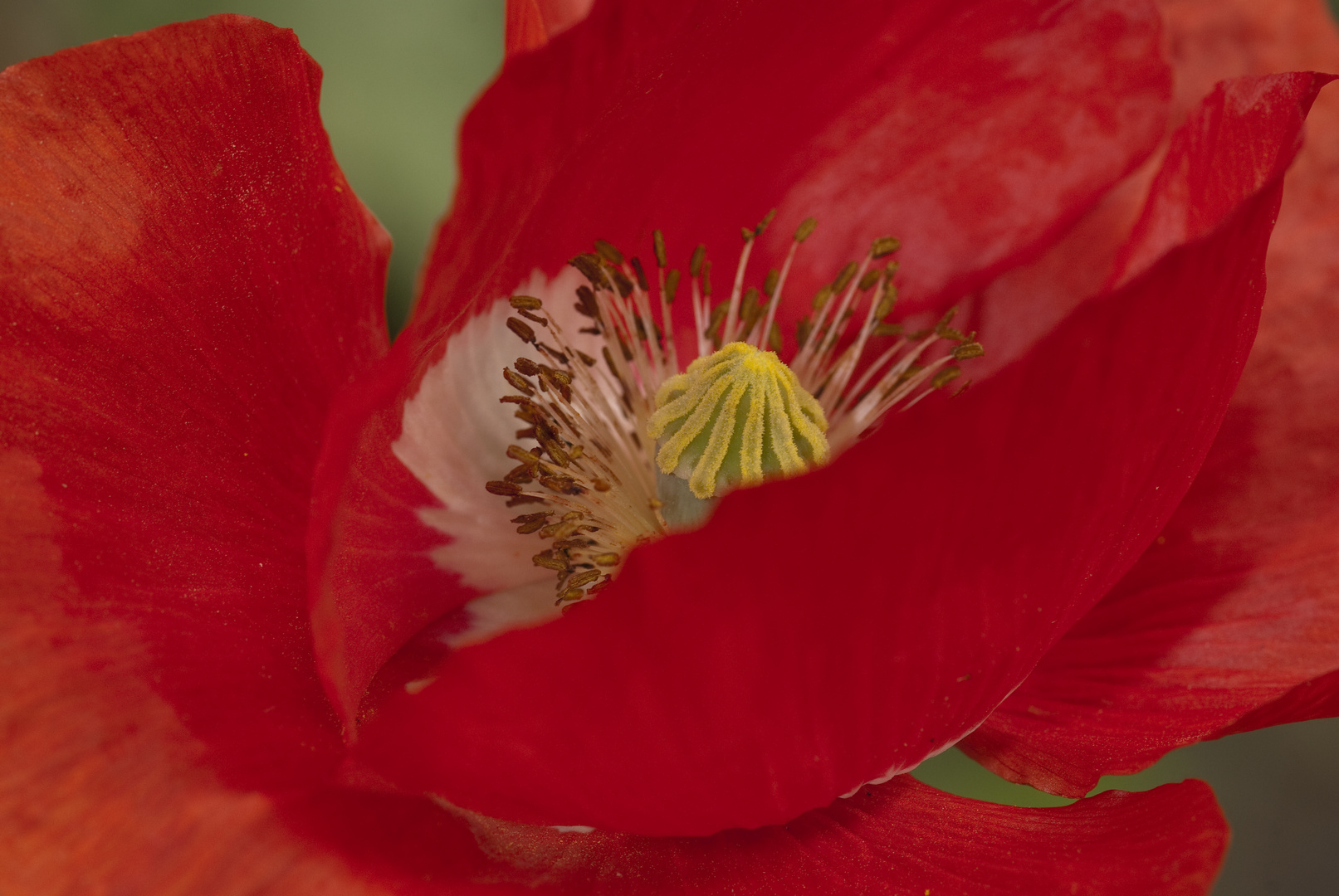 Roter Mohn