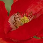 Roter Mohn