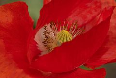 Roter Mohn