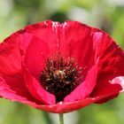 Roter Mohn