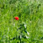 Roter Mohn