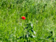 Roter Mohn