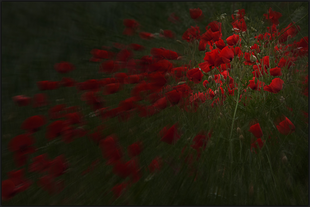 roter mohn