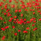 roter Mohn