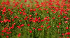 roter Mohn