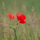 roter Mohn