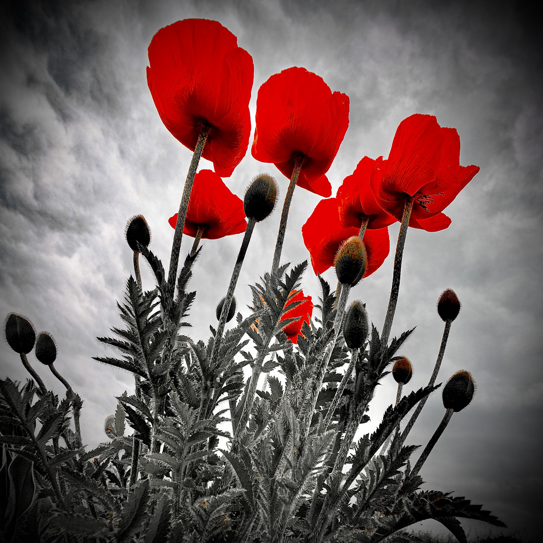 Roter Mohn