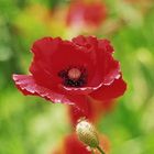 roter Mohn