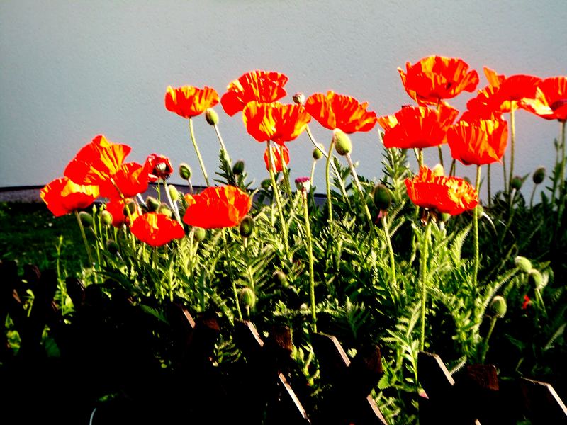 Roter Mohn 1a